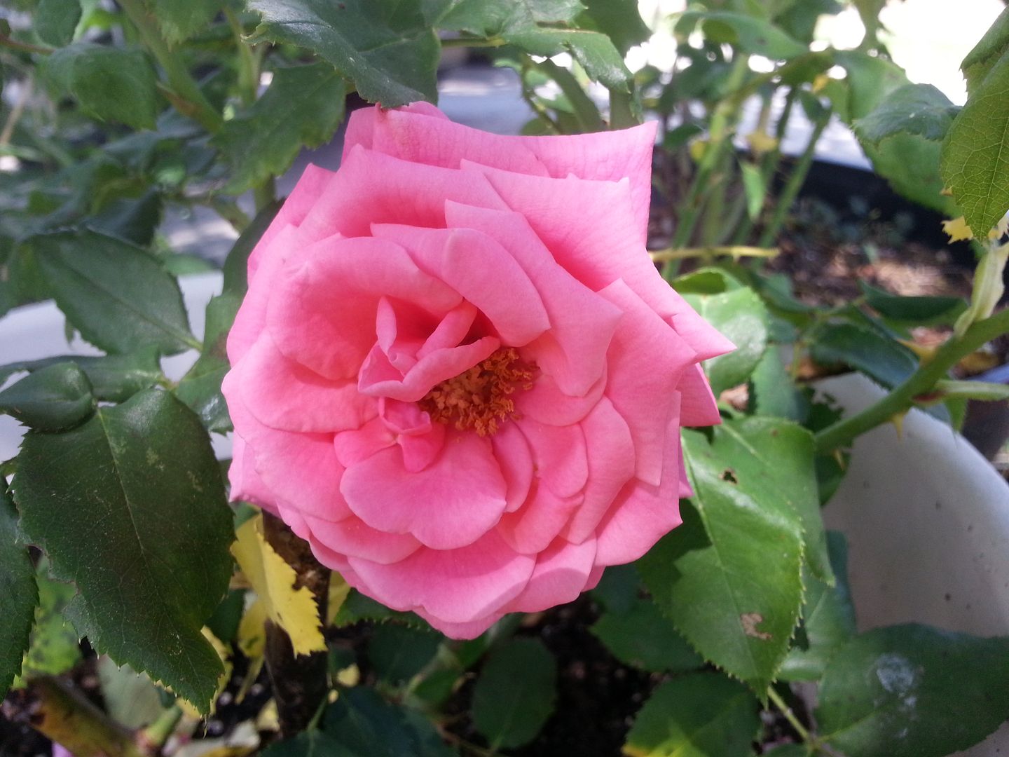 gene boerner photo 20130601_153752_zps6f74ae37.jpg